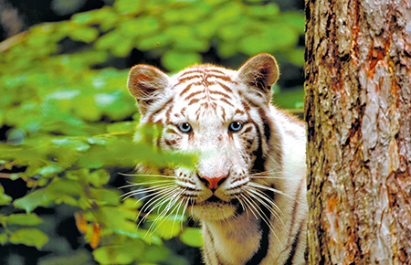 Zoo Lausanne